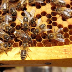 Reine fécondée naturellement avec contrôle biométrique et du nid à couvain (Vnoir.biom.)