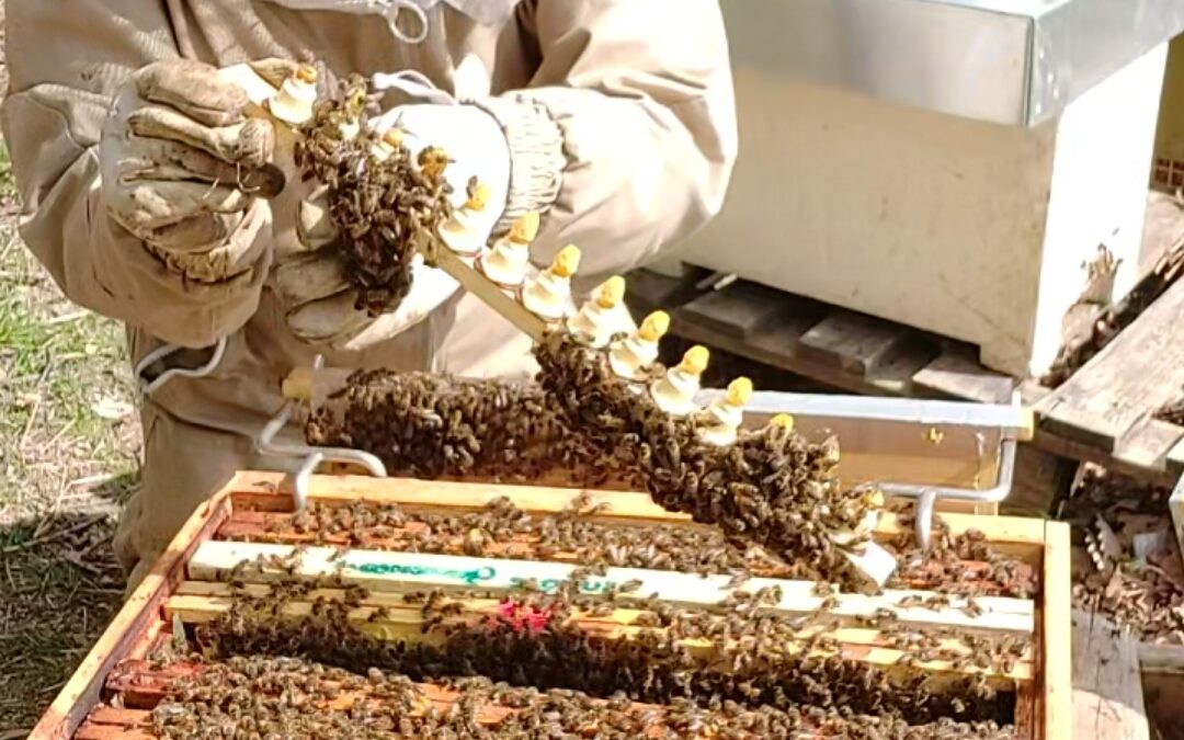 Comment l’abeille noire est devenue le fil conducteur de ma vie