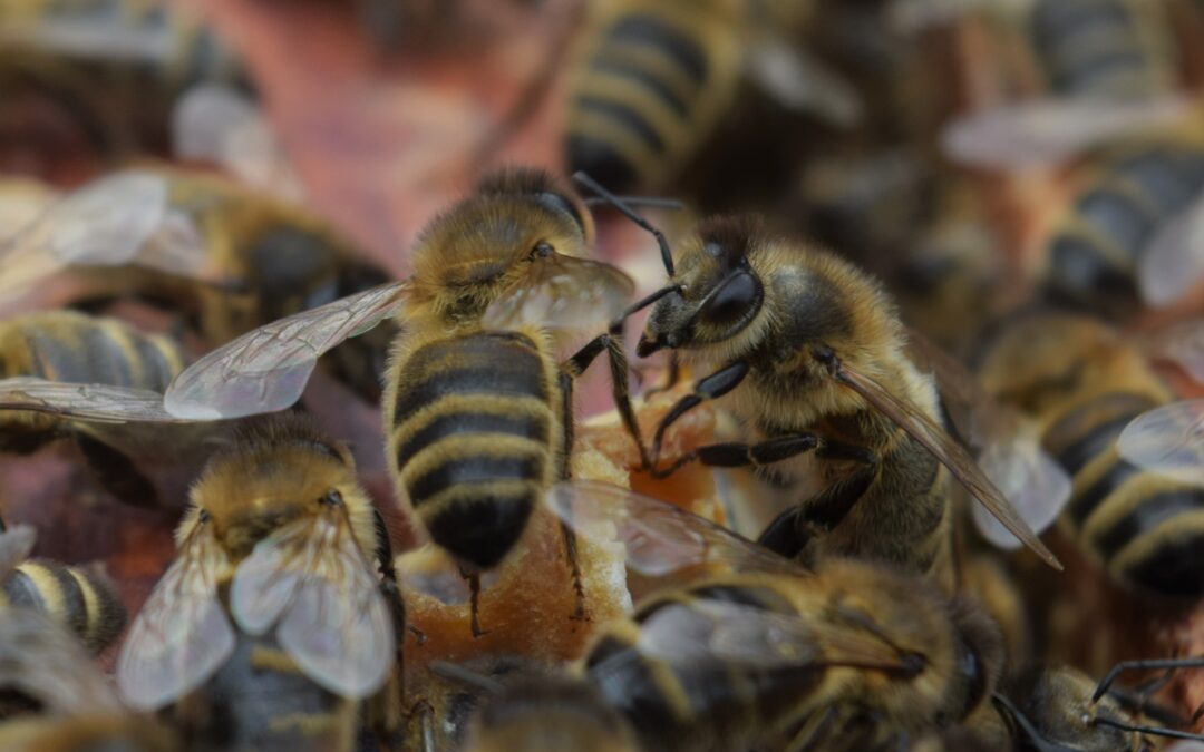 Multiplier l’abeille noire sur le territoire-GAL des deux Ourthes